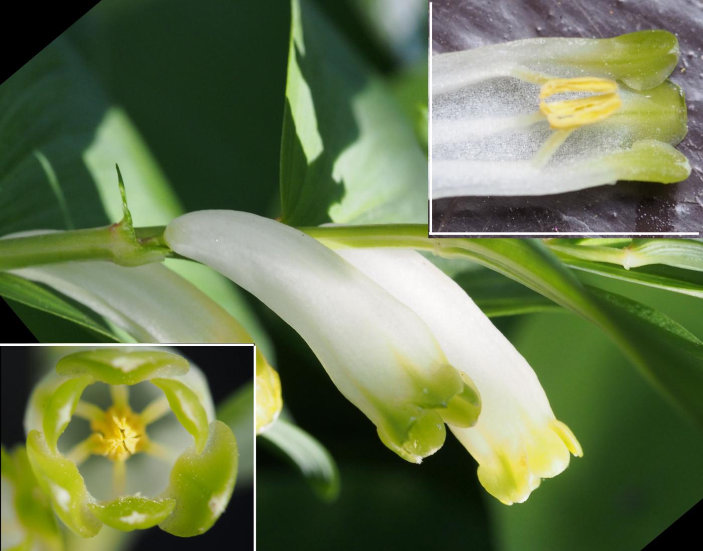 Solomon's-seal, Sweet-scented flower